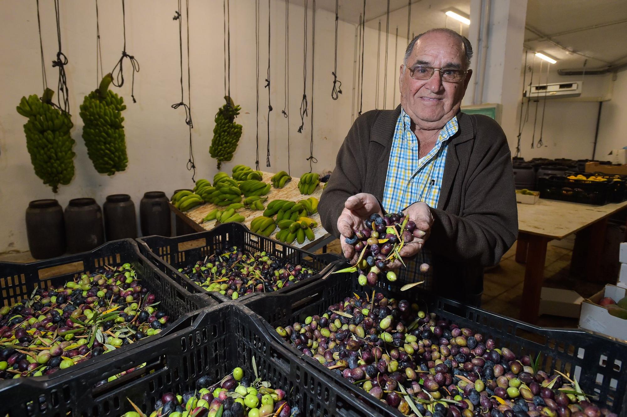 José Medina Rodríguez, en su finca de El Ejido