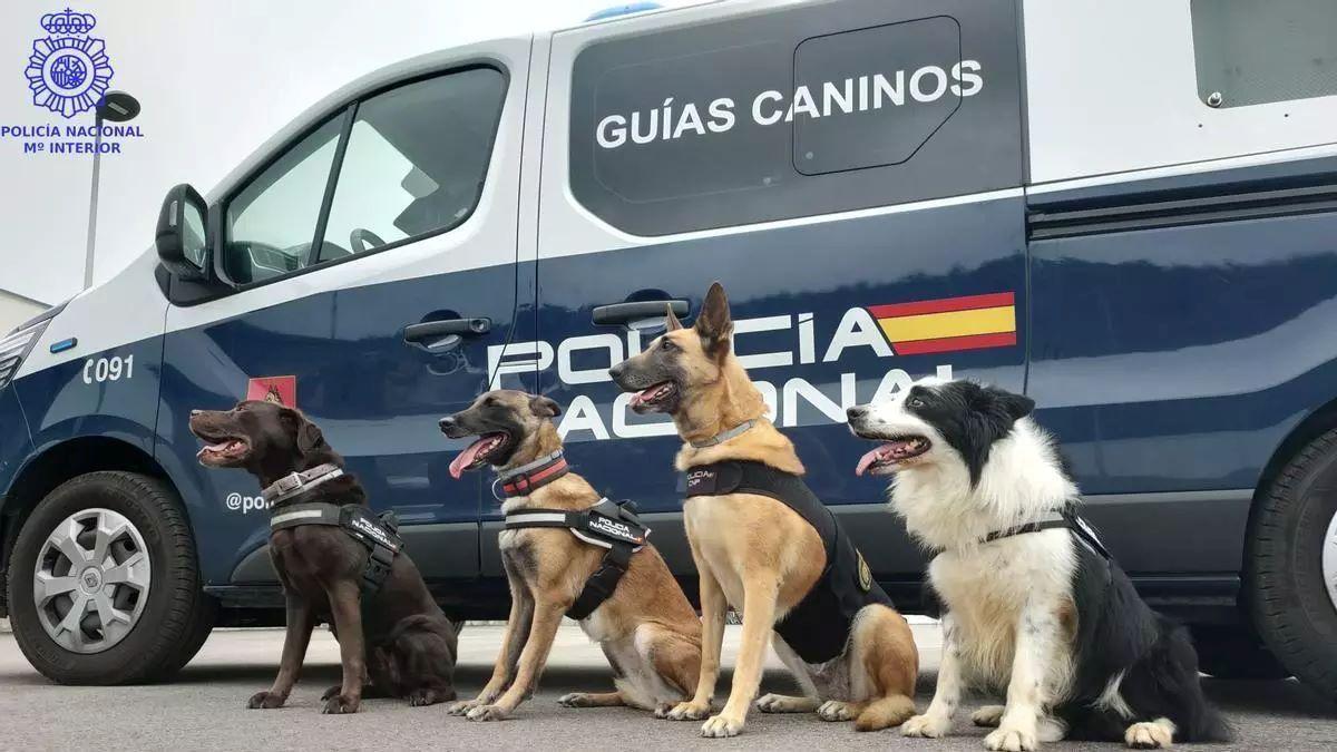La seccion canina de la Policía Nacional realizará una exhibición el sábado a las 13 horas.