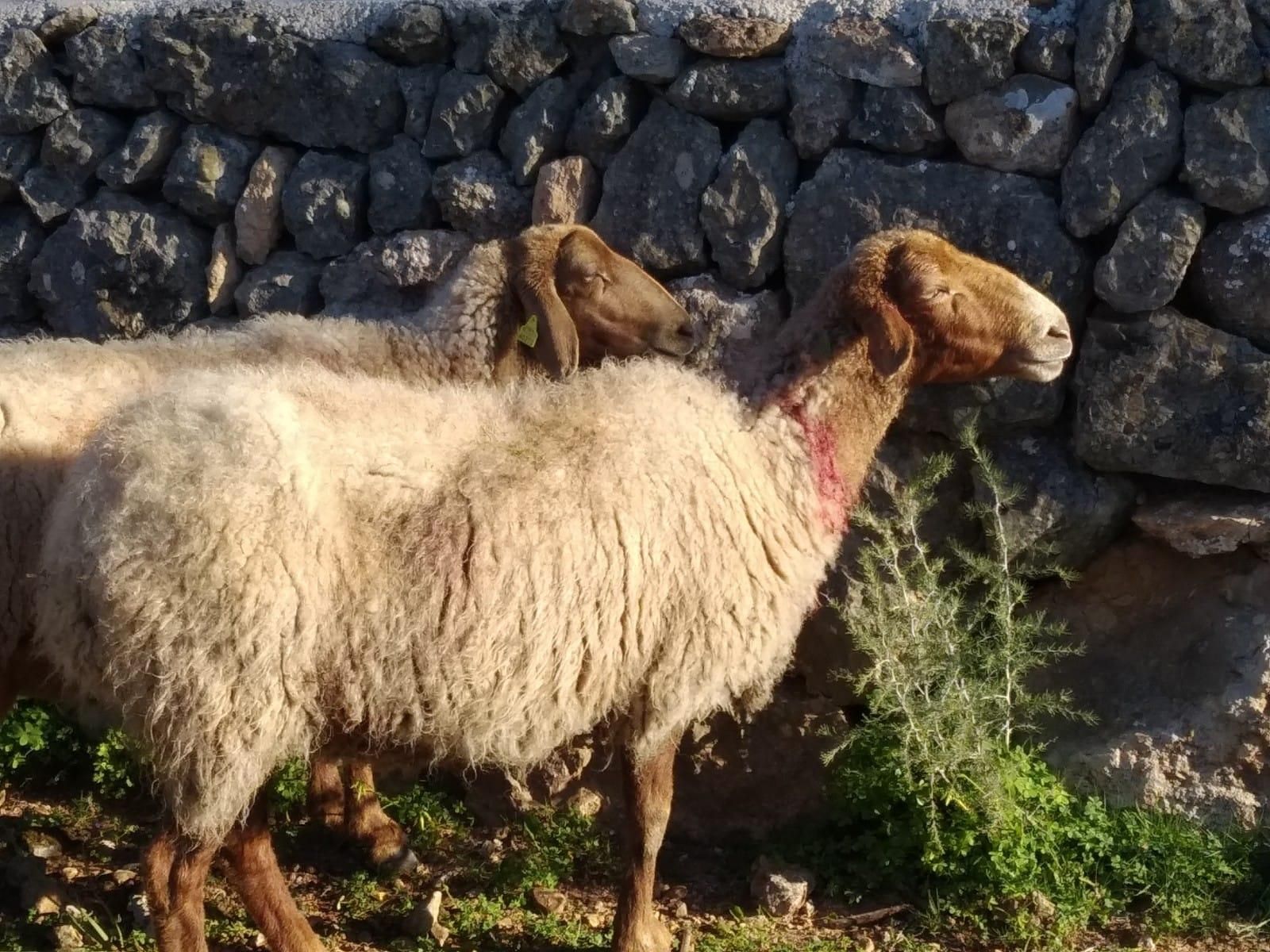 Tres perros matan a 60 ovejas embarazadas en Llucmajor