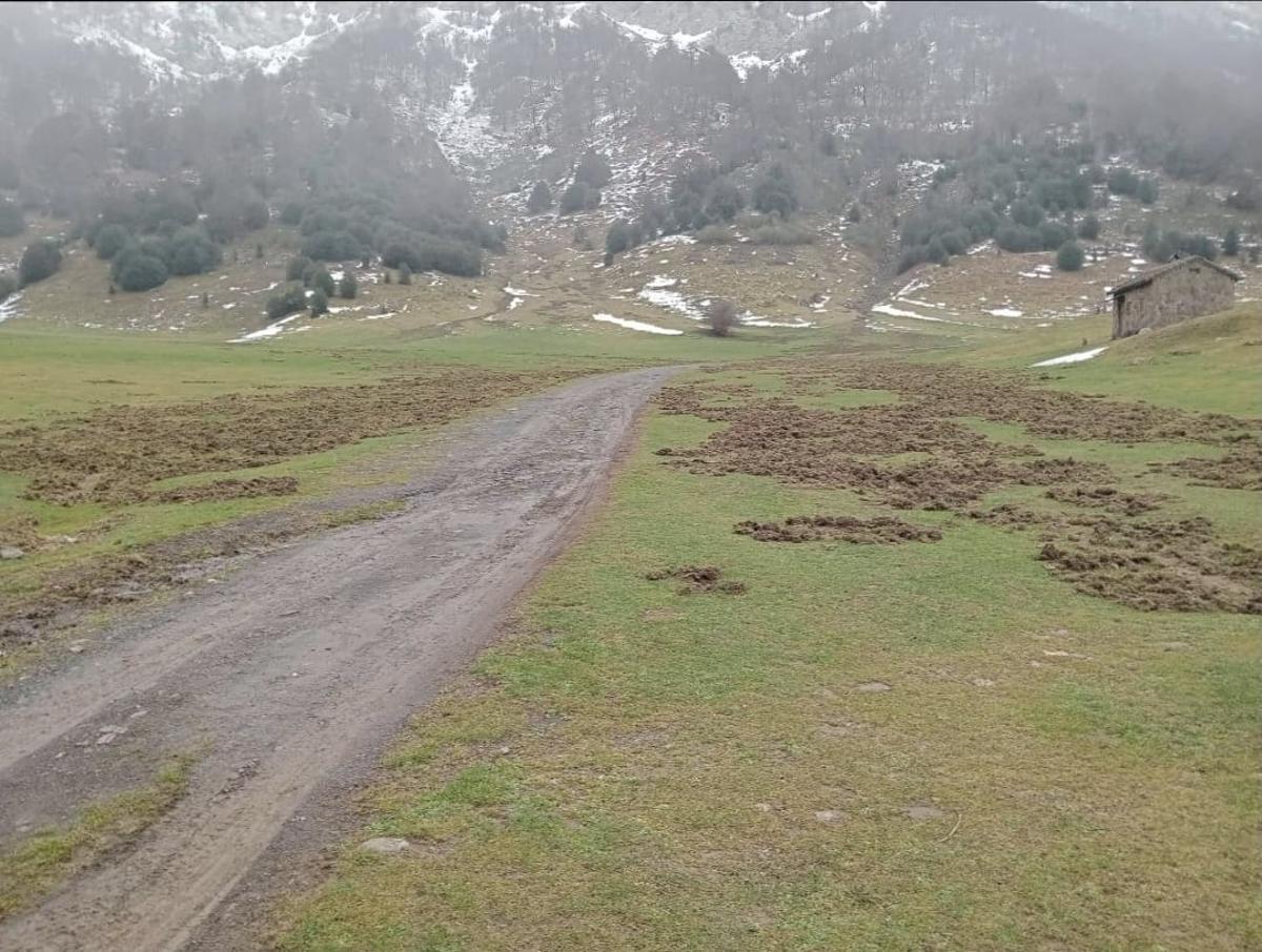 La vega de Brañagallones, "fozá" por los jabalís, en una imagen de estos días.