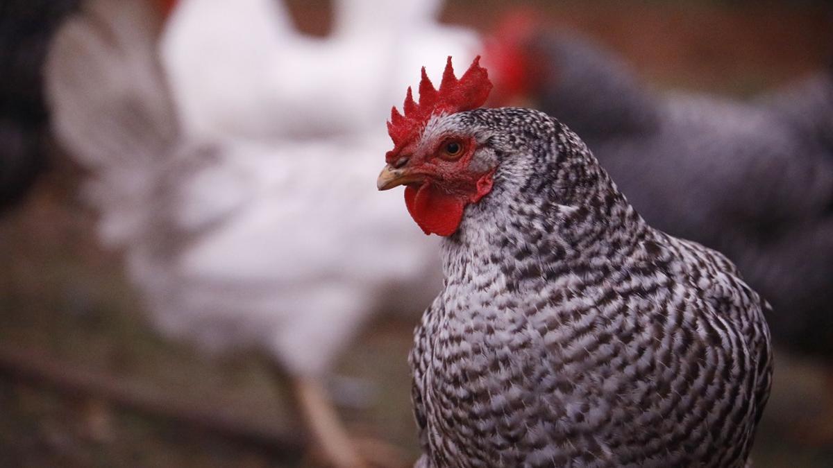 Gallinas en una granja avícola