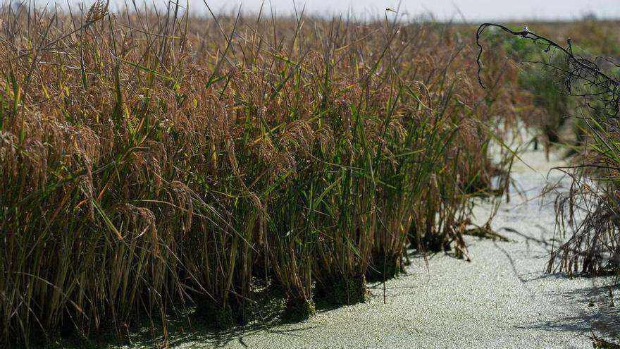 Primer año sin restricciones en el riego en el campo del Guadalquivir tras más de una década de sequía