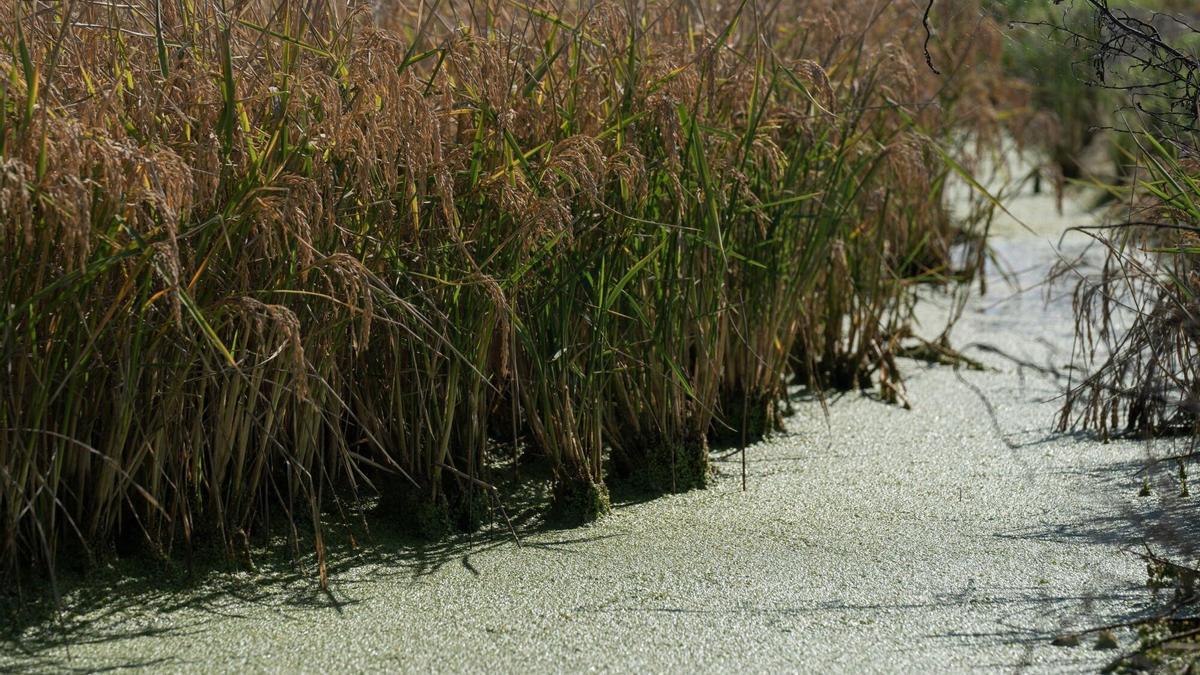 Campos de arroz en las marismas del Guadalquivir.
