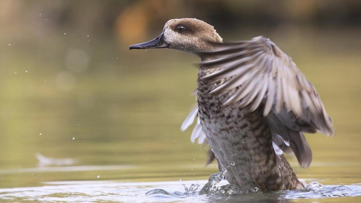 CERCETA PARDILLA | La cerceta pardilla, el pato más amenazado de Europa, logra duplicar su población en 5 años en España