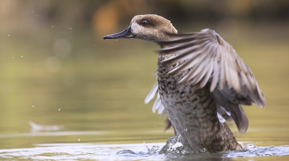 Cerceta pardilla, especie en peligro de extinción