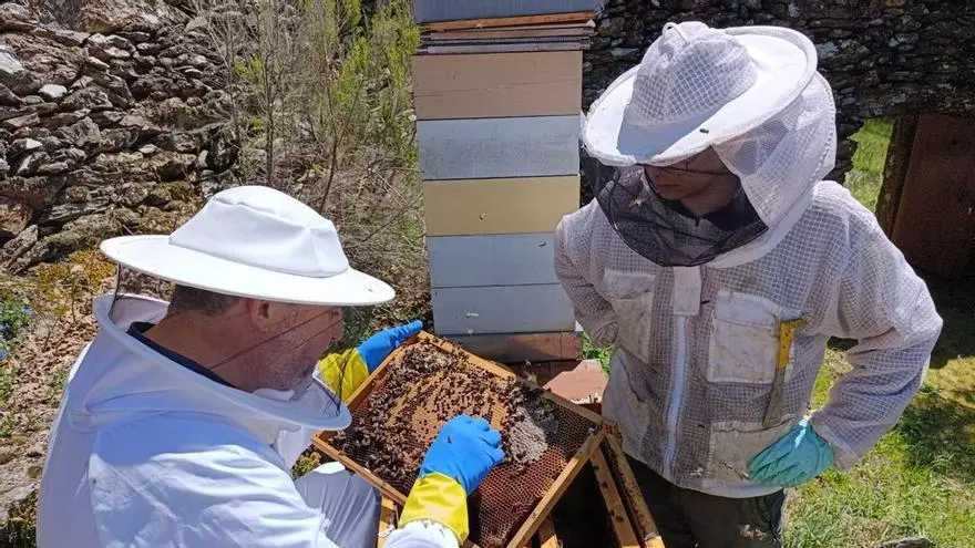 Investigan la genética de abejas ibéricas para defenderlas de la varroa en Deza