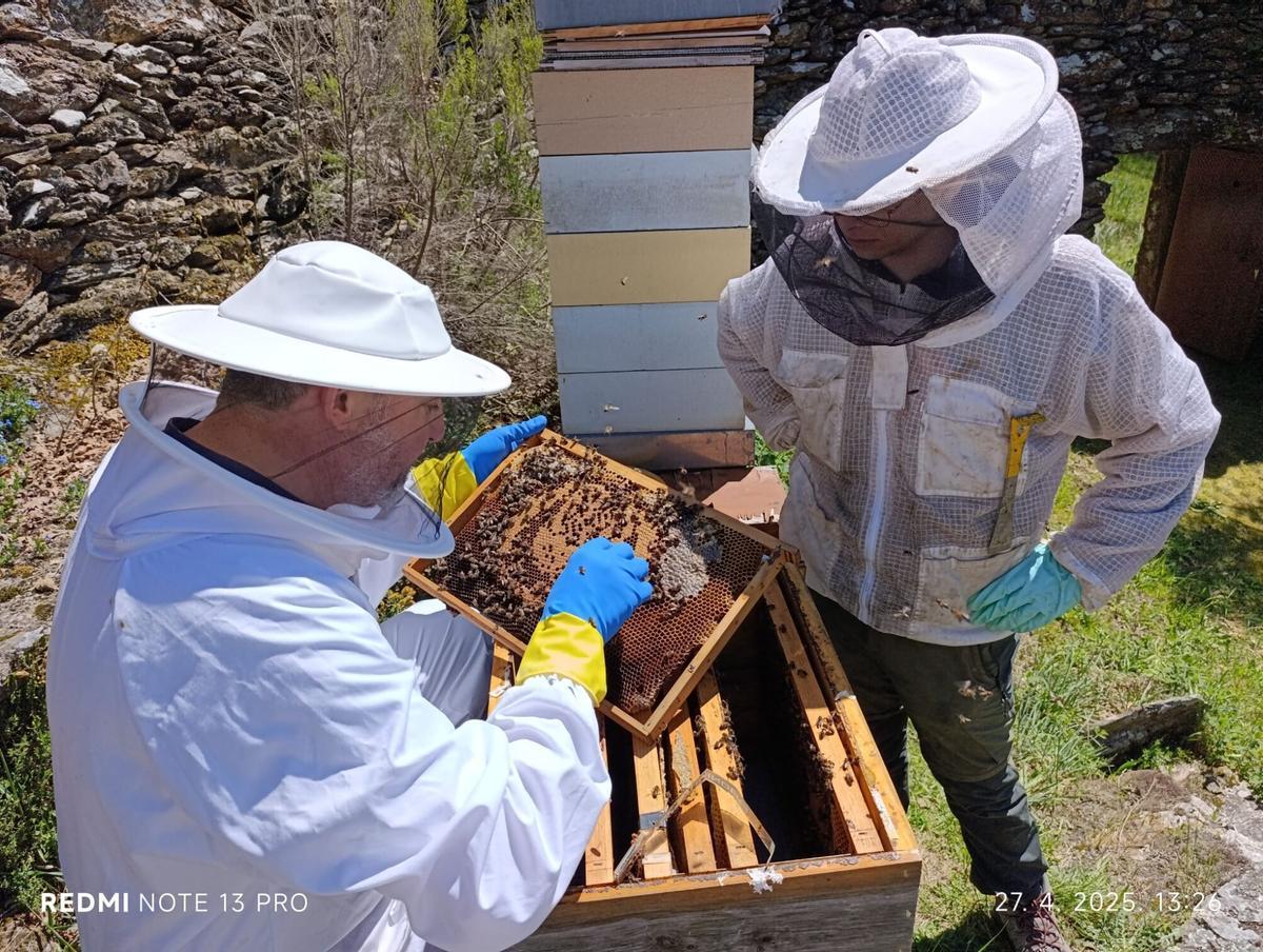 El proyecto incluyó un experimento con feromonas en las colmenas El proyecto incluyó un experimento con feromonas en las colmenas