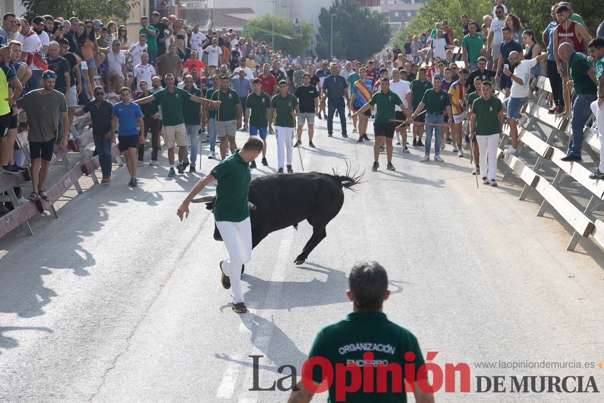 Quinto encierro de la Feria Taurina del Arroz en Calasparra