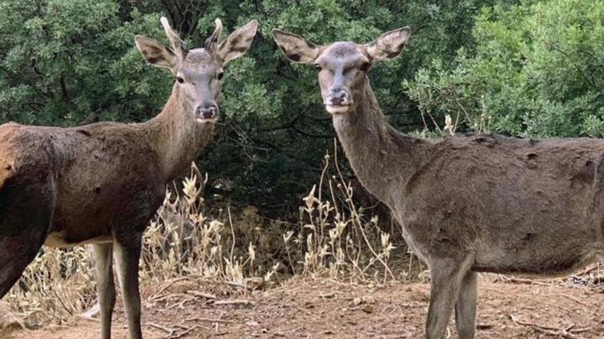 La Junta da un «plazo improrrogable» para el desalojo de la Ecoreserva de Ojén