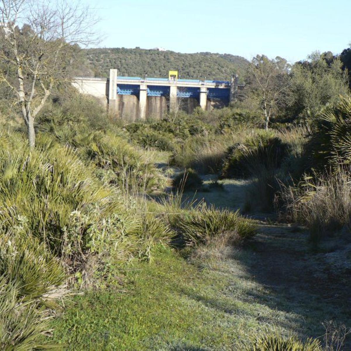 Cañada Real Soriana en Hornachuelos, cerca de la presa de Derivación del Bembézar, donde se aprecian numerosos palmitos. | AUMENTE