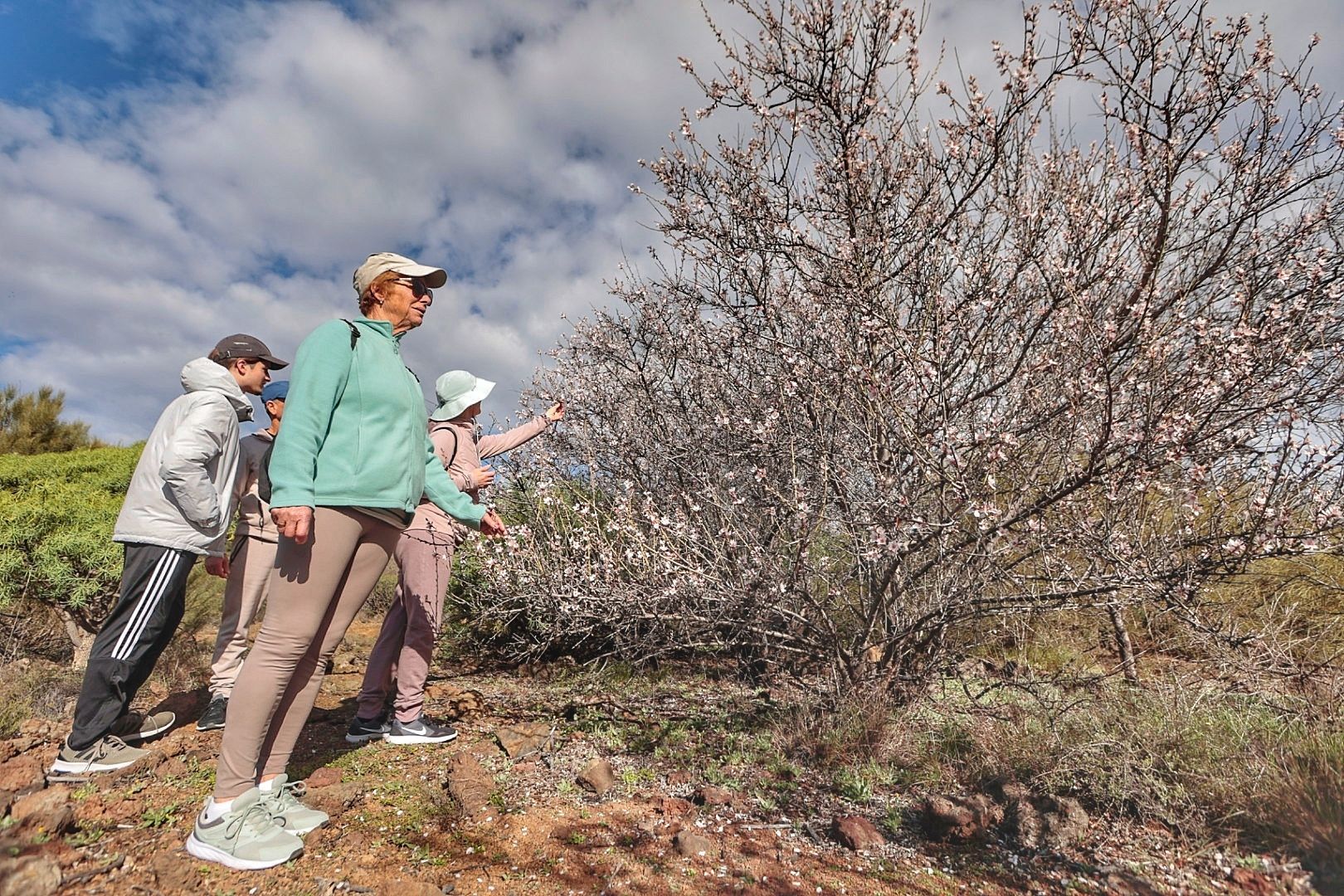 Rutas para disfrutar del almendro en flor organizadas por el Ayuntamiento de Santiago del Teide.