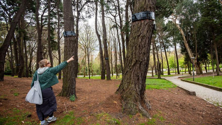 Usuarios de parques critican la falta de trampas contra la procesionaria