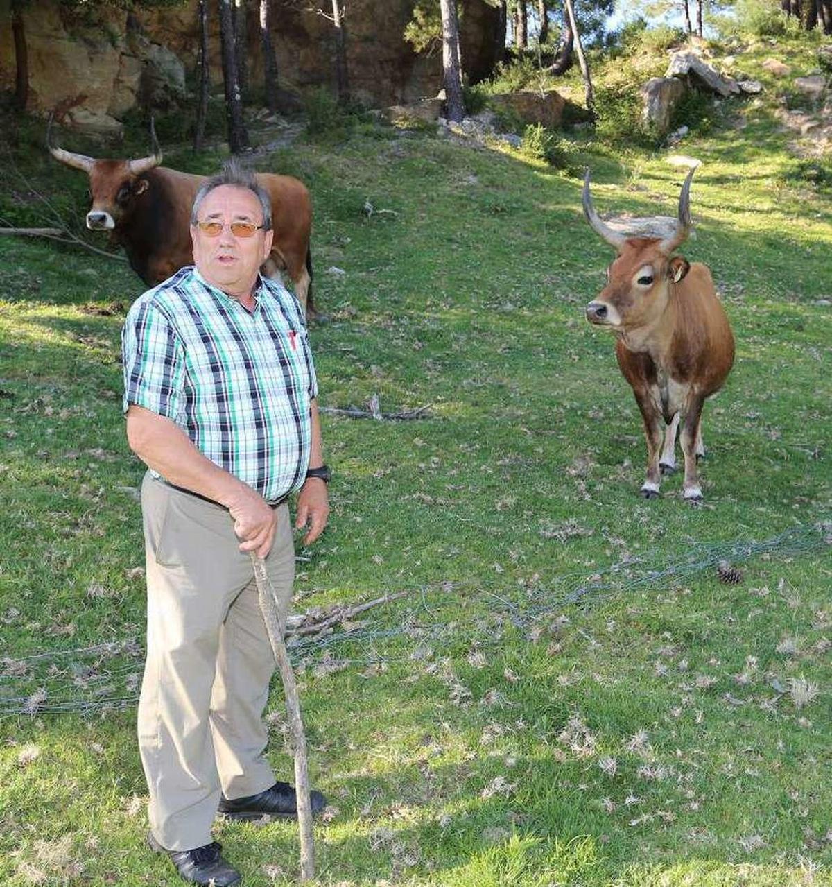 Los comuneros presumen de silvicultura y reeditan la degustación de vaca cachena