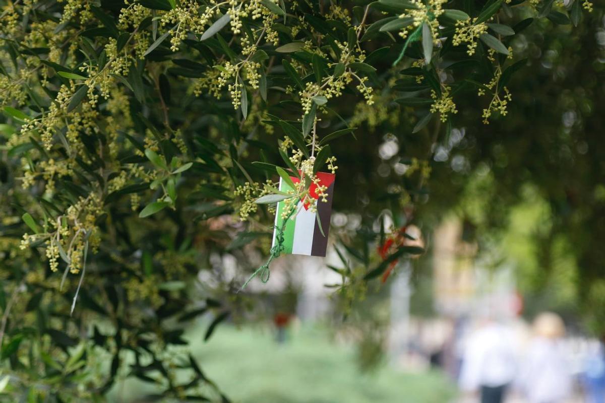 Rama del Olivo de Palestina con una bandera del país.