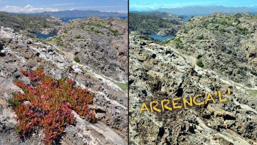 El projecte INVACAT 2.0 busca desterrar la flora exòtica invasora del Parc Natural de Cap de Creus