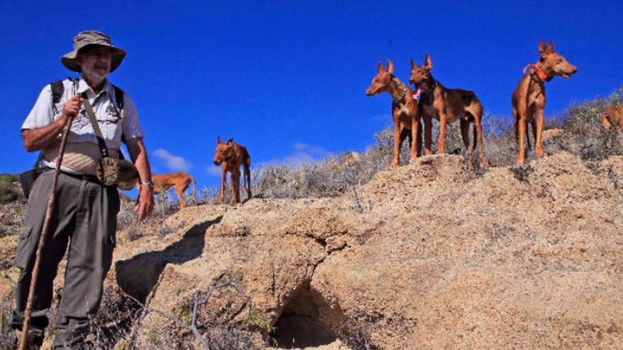 Imagen de archivo de perros de caza.