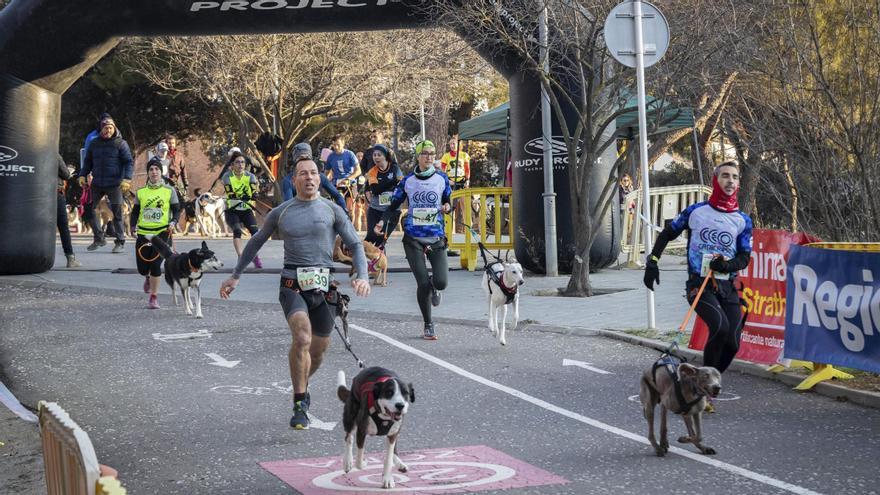 Demà, últim dia per insciure’s a la caminada i canicròs La Cursa dels Llebrers de Galgos112 a Sant Fruitós