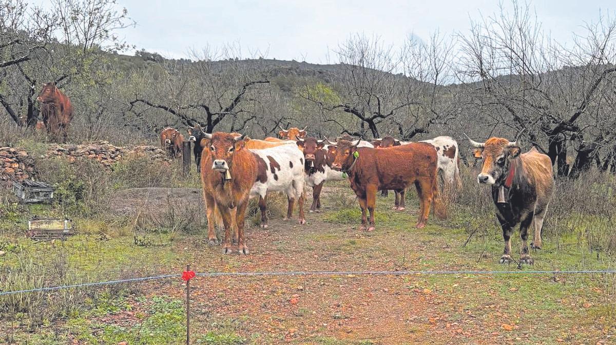 La zona de pastoreo en la que pacen las 30 reses se encuentra delimitada mediante pastor eléctrico.