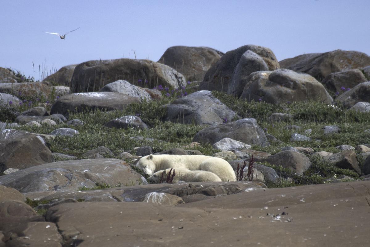 Así viven los osos polares en Hudson Bay, cerca de Churchill (Canadá).