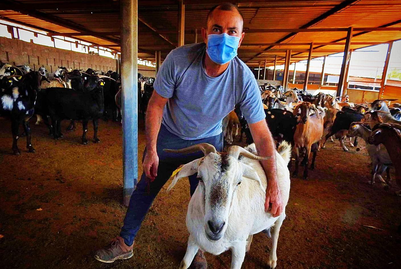 Juan Suárez Perdomo, con una de las cabras, en el corral de su finca cercana a Los Corralillos. | | LP/DLP