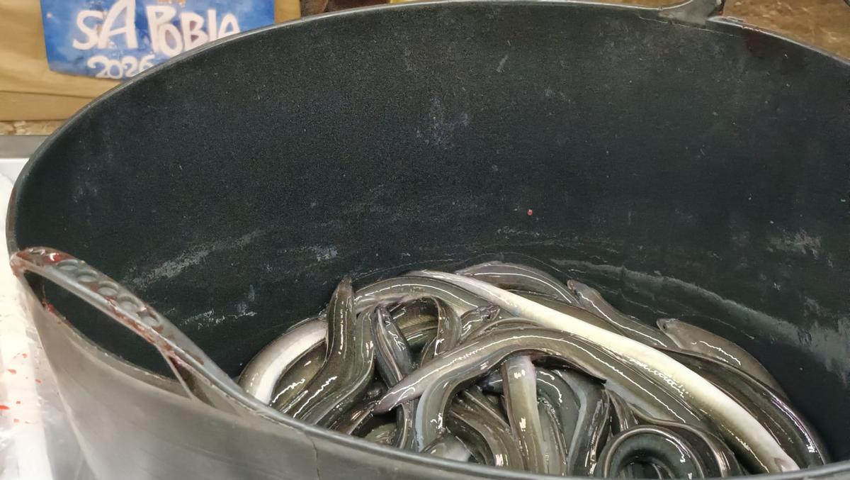 FOTOS | La pescadería de sa Pobla, Ca na Foc, sirve 1.700 kilos de anguilas