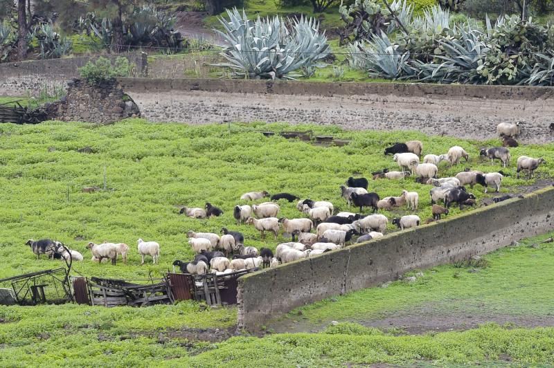 Los agricultores grancanarios celebran el paso de Filomena