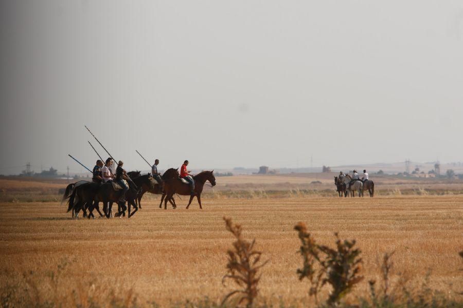 Fiestas en Zamora: Encierro en Villalpando