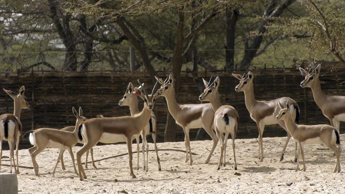 gacelas-en-el-zoo-de-barcelona gacelas-en-el-zoo-de-barcelona