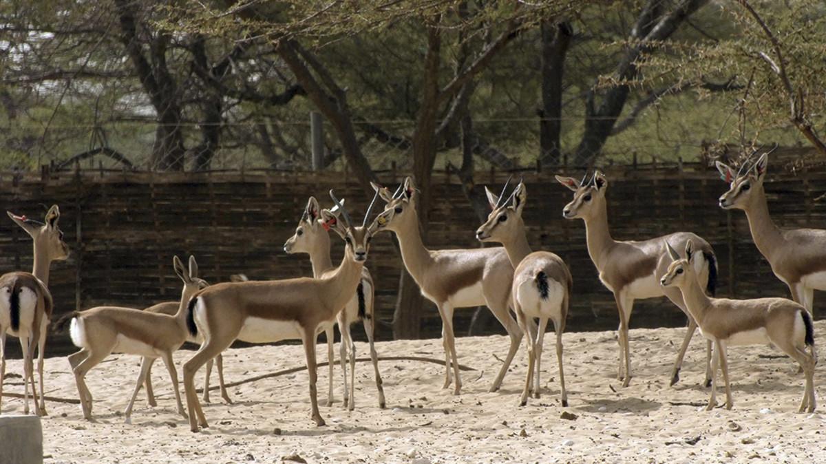 gacelas-en-el-zoo-de-barcelona