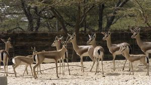 gacelas-en-el-zoo-de-barcelona