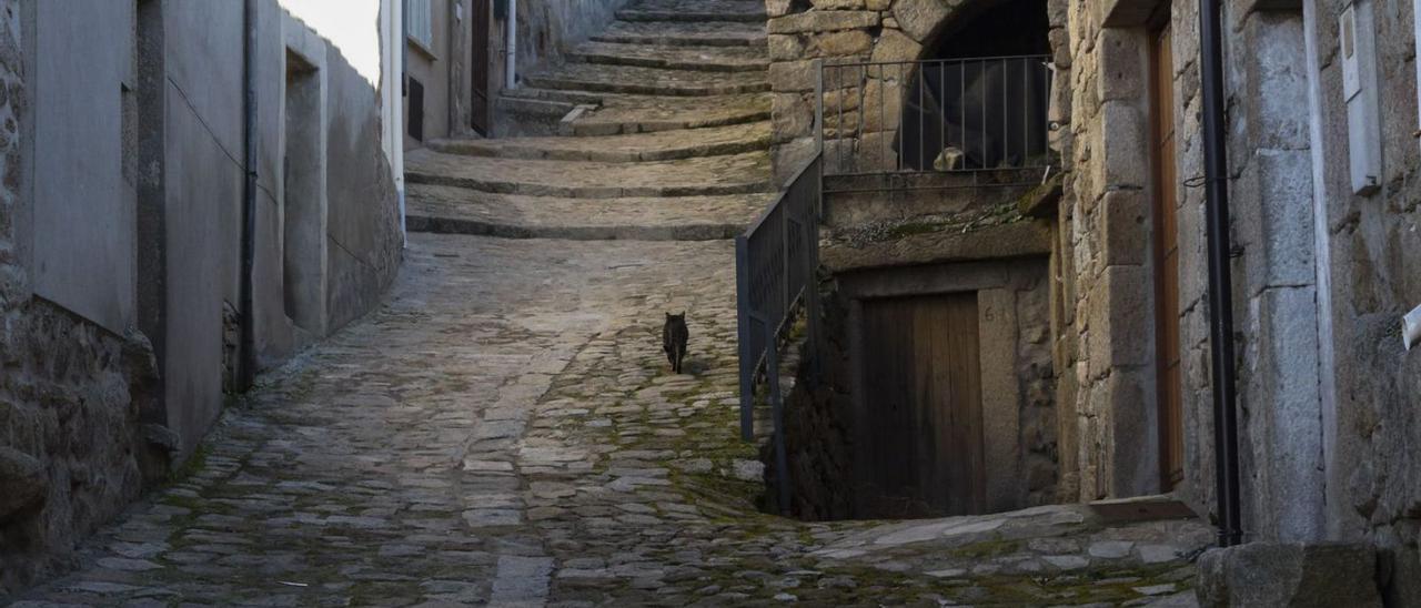 Un gato sube por una calle vacía de Fermoselle, uno de los pueblos seleccionados en el proyecto. | J. L. Fernández