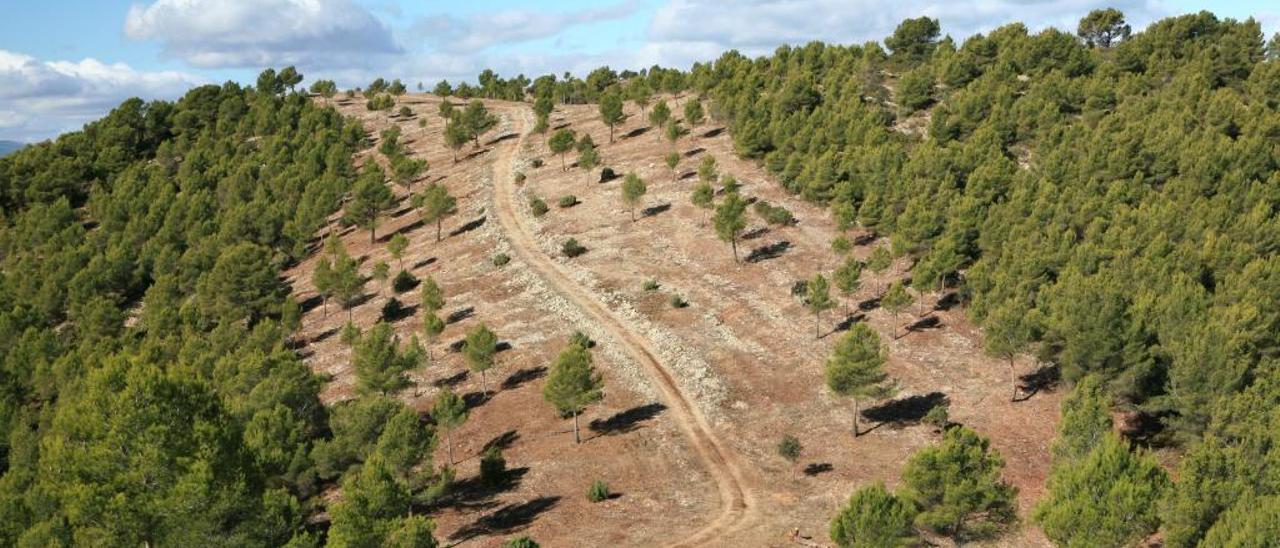 Cortafuegos en un monte valenciano