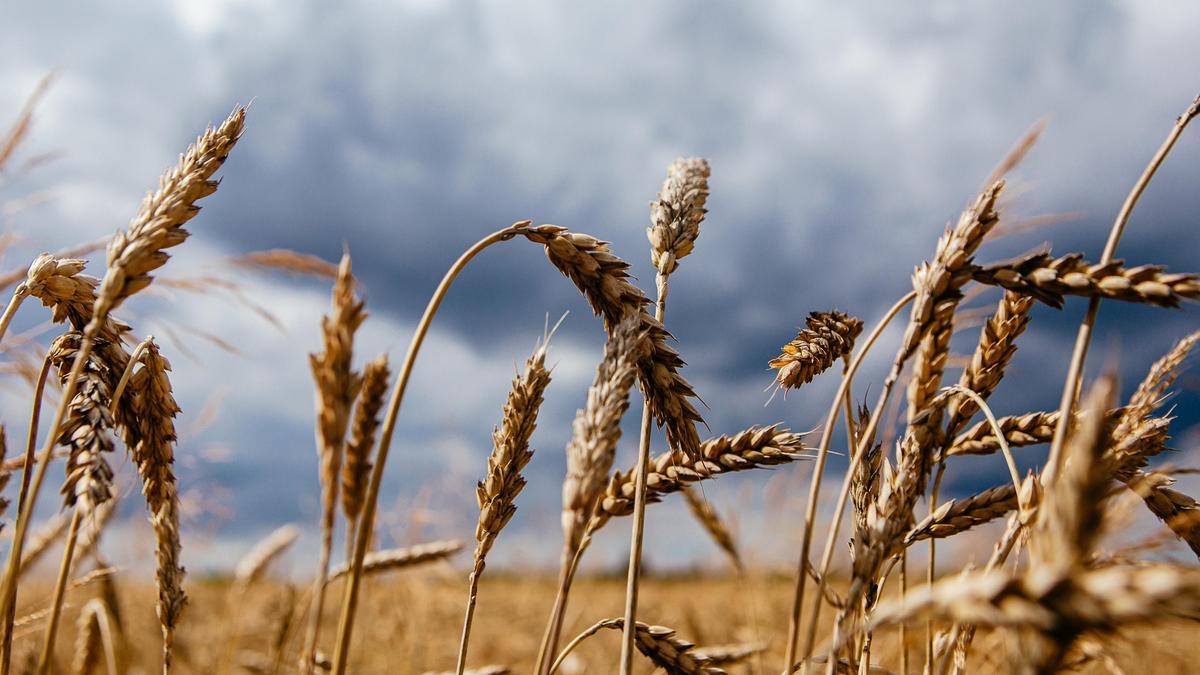 Espigas de trigo en Zakarpattia, Ucrania