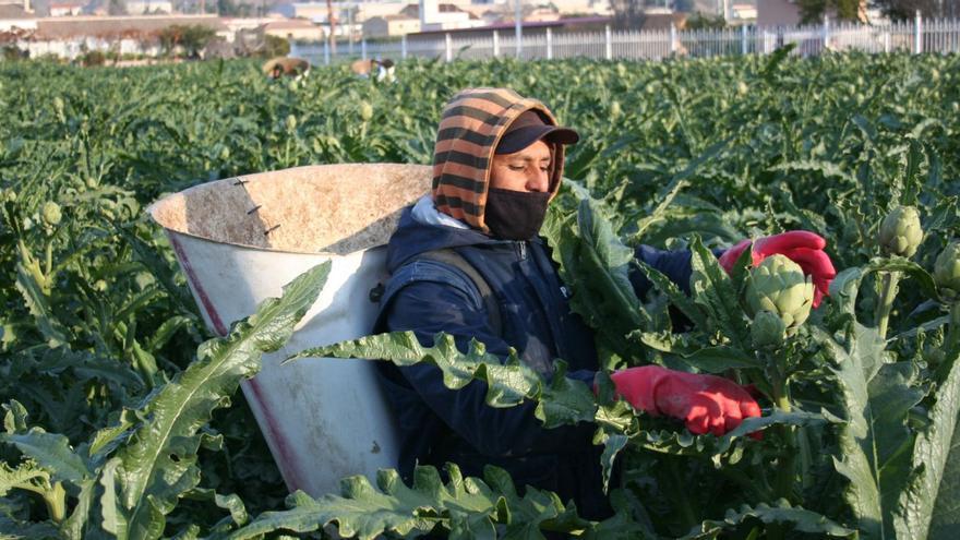 Un trabajador del campo recolecta alcachofas en una plantación de la pedanía lorquina de Tercia. | PILAR WALS