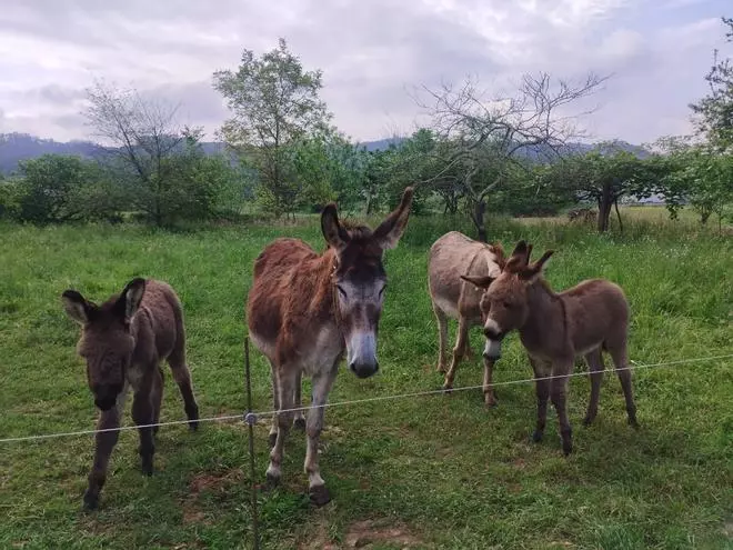 Así son los burritos y potros que fascinan a paseantes y peregrinos en la vega de Grado