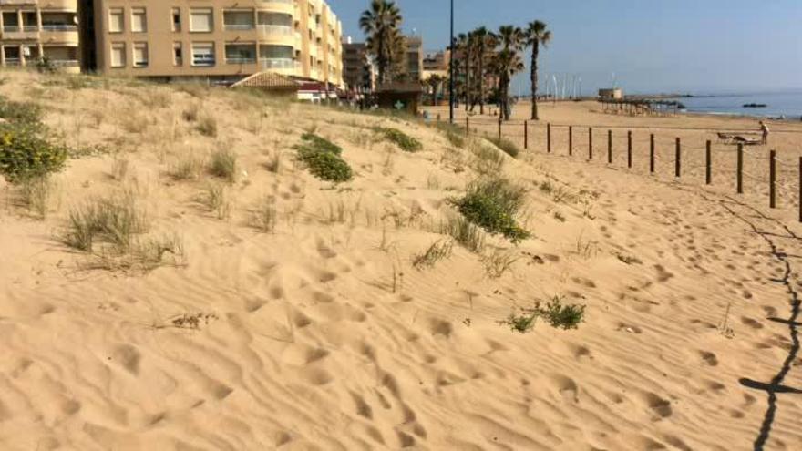 Una duna única a salvo en plena calle Mayor de Torrevieja