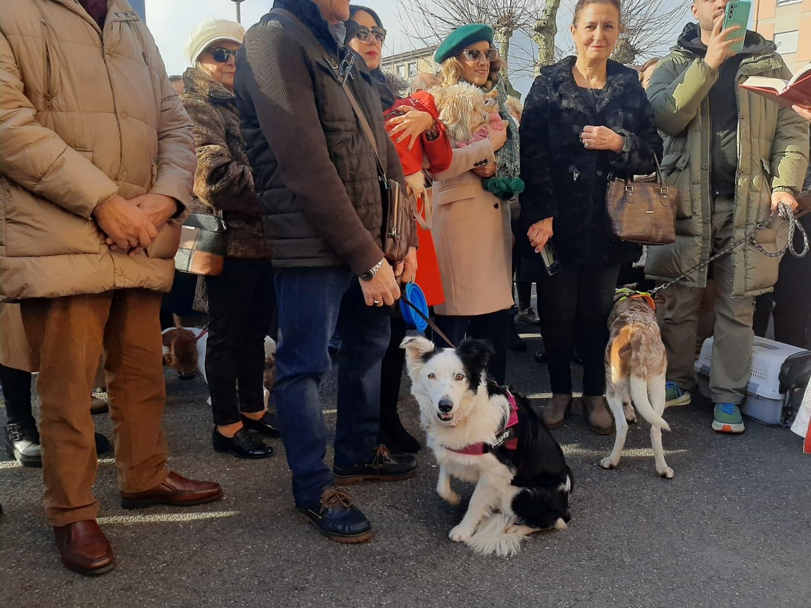 Los animales, protagonistas en Lugones: el día de San Antón en imágenes