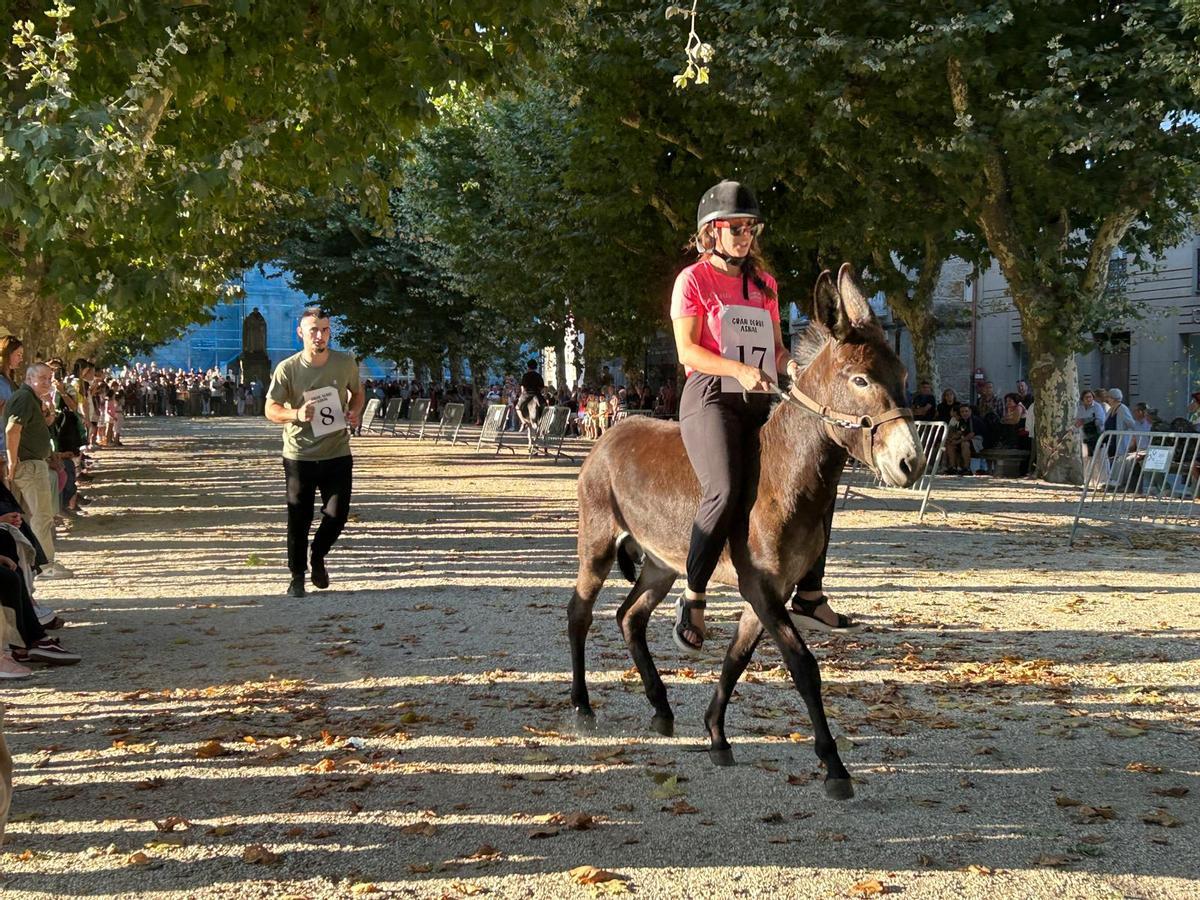 O Gran Derbi Asnal regresa a Padrón en clave de homenaxe aos burros fariñeiros