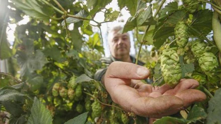 La cosecha de lúpulo arranca en Galicia