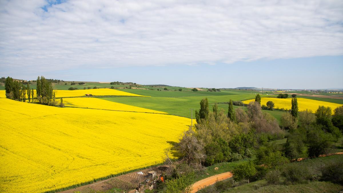 GALERÍA | La primavera tiñe de amarillo los campos de Zamora