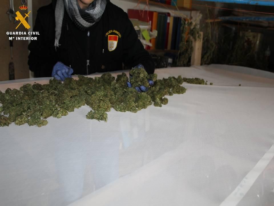 Intervenidas 141 plantas de marihuana en Villanueva de Gállego