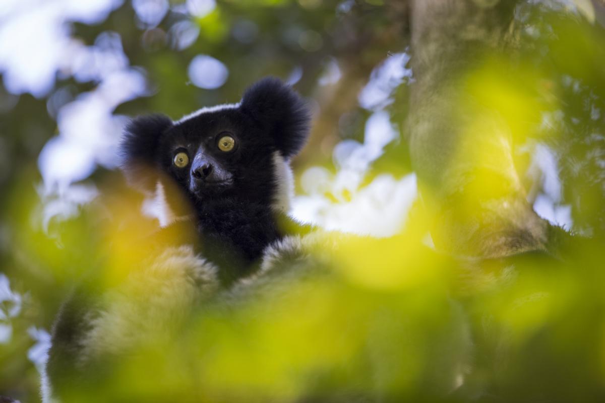 El lemur Indri Indri, especie amenazada de Madagascar, es el ánimal más cercano la humanidad que exhibe una forma de musicalidad, en el ritmo de sus coros.