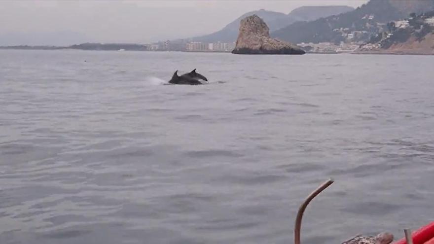 Vídeo: Un grup de dofins juganers es deixen veure a l&#039;Estartit