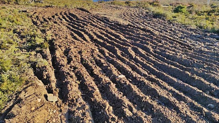 Roturación de terrenos en Robledo de Sanabria. | Cryosanabria