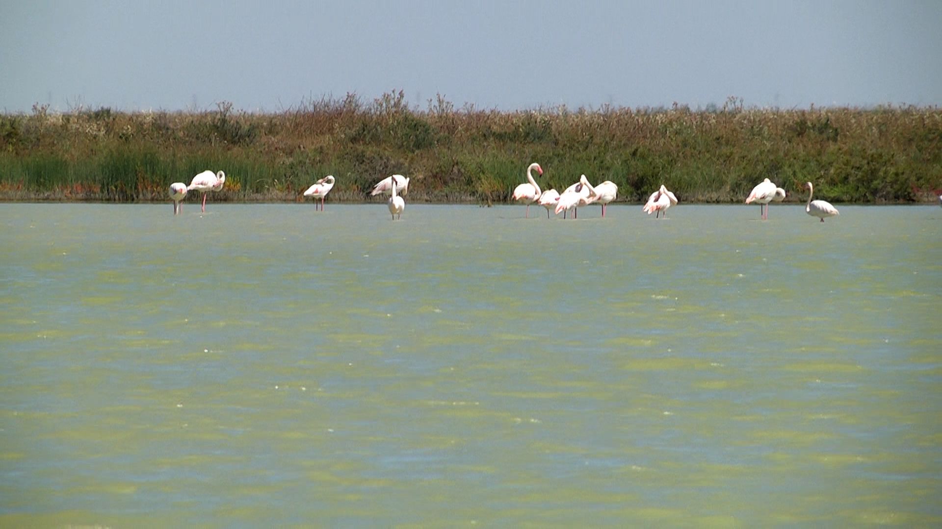 Flamencos en la finca Veta la Palma