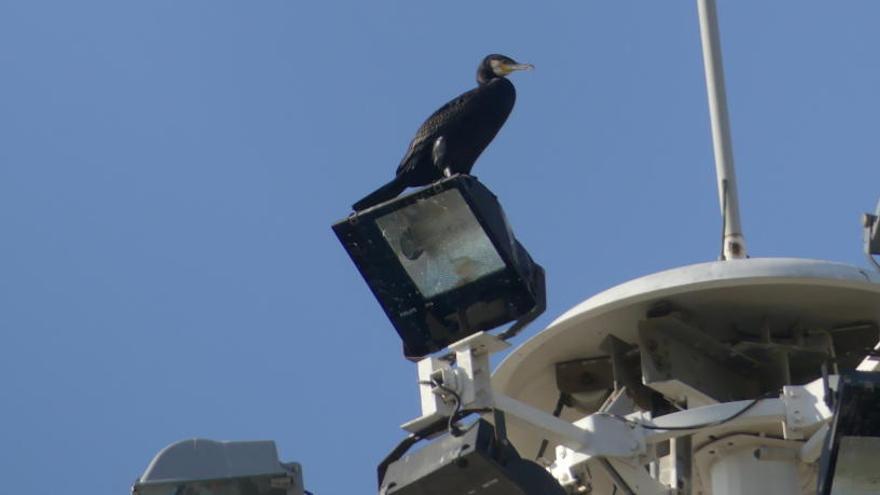 Crece el número de aves que visitan a diario el Oceanogràfic