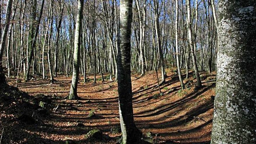 La Fageda d&#039;en Jordà, ubicada a la comarca de la Garrotxa.