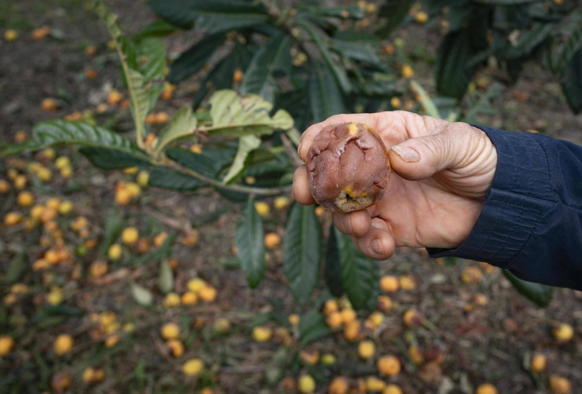 Fruta afectada