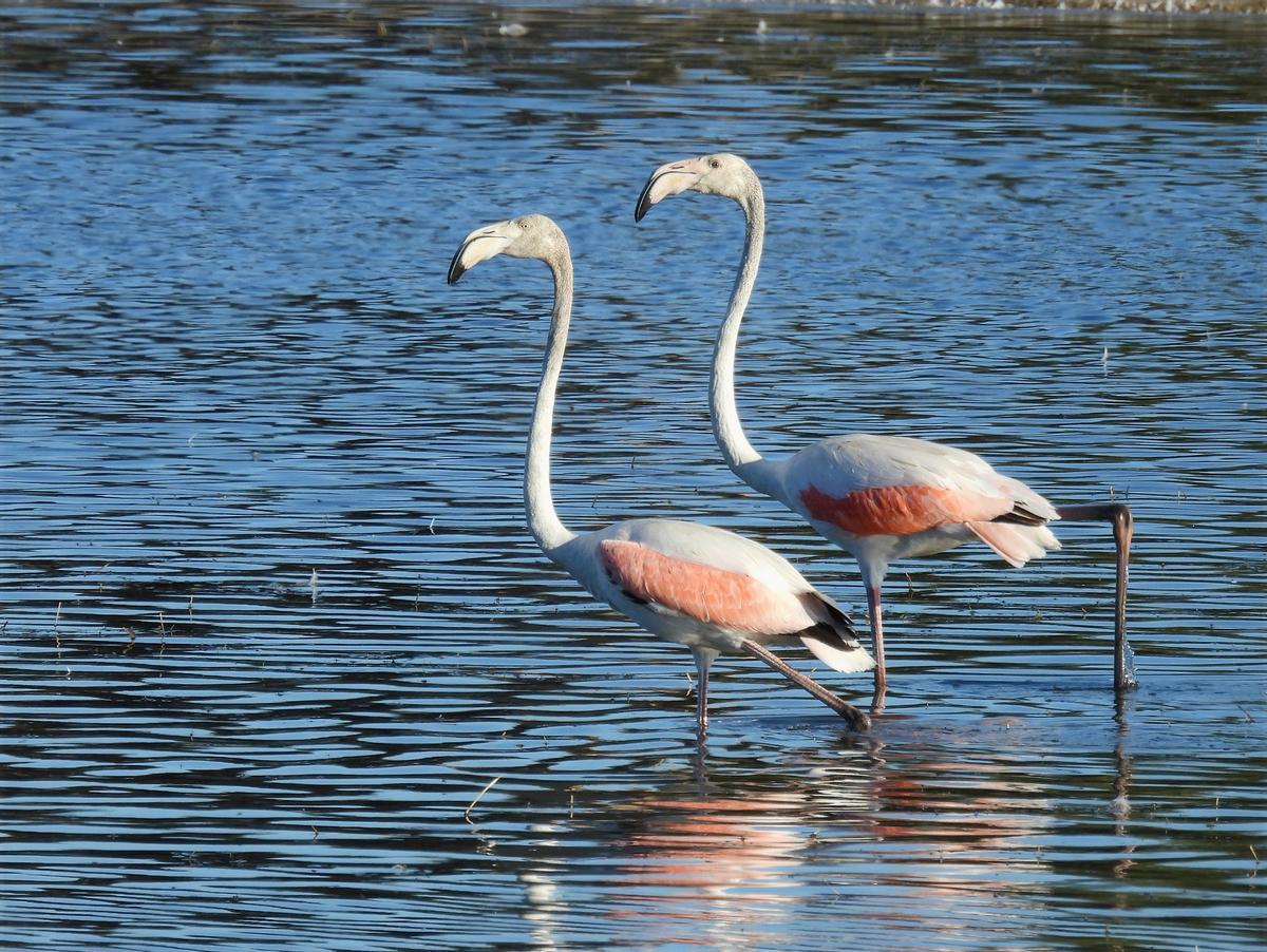 Flamencos