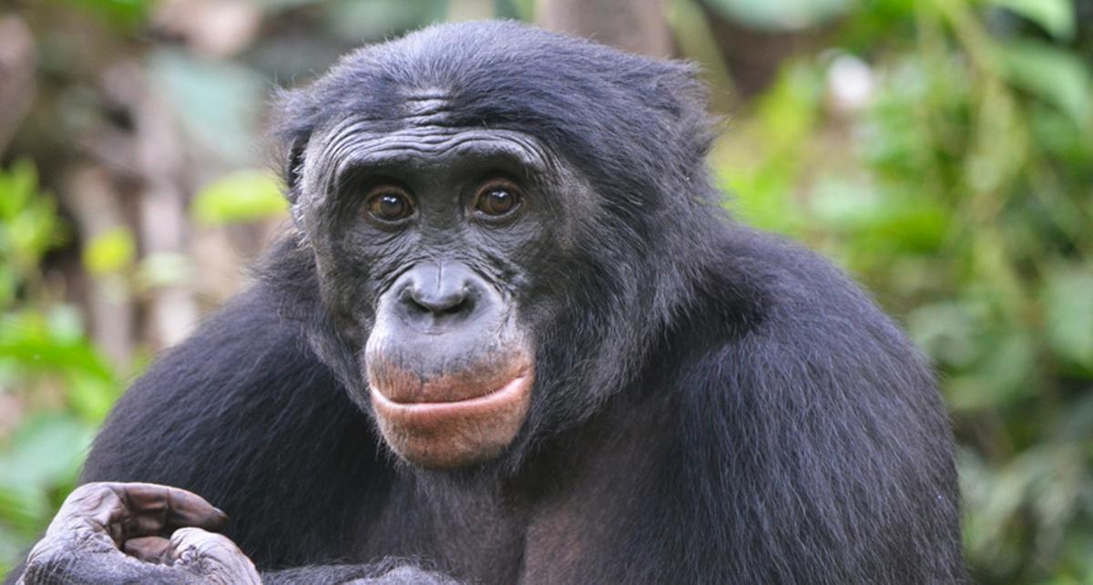 Los bonobos, junto con humanos y elefantes, se han autodomesticado